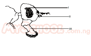 The structure labelled II is used for